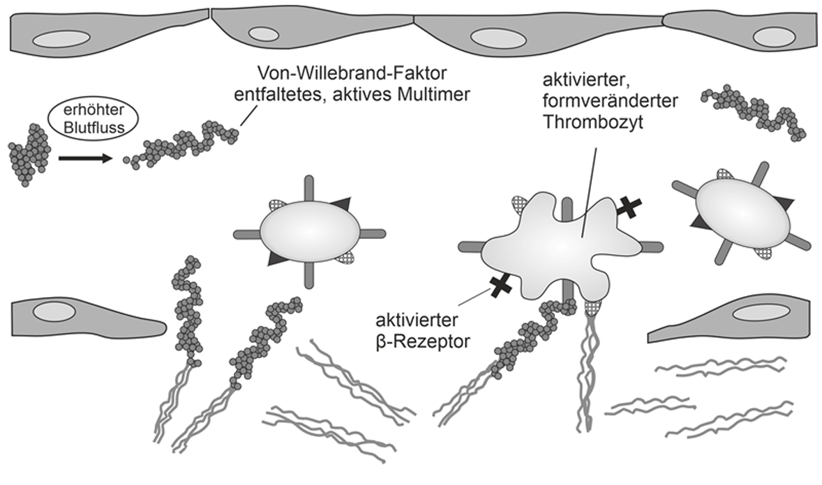 Grafik: von-Willebrand-Faktor, aktivierte Thrombozyten und Rezeptorbindung